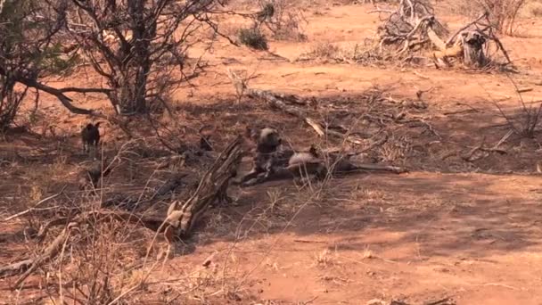 Οικογένεια Αφρικανικών Άγριων Σκύλων Απολαμβάνουν Σκιά Μια Ζεστή Ημέρα Της — Αρχείο Βίντεο