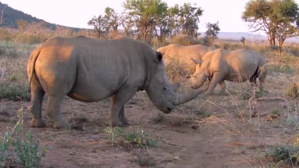 Three White Rhinoceros Forage Arid Landscape Madikwe Africa — Stock Video