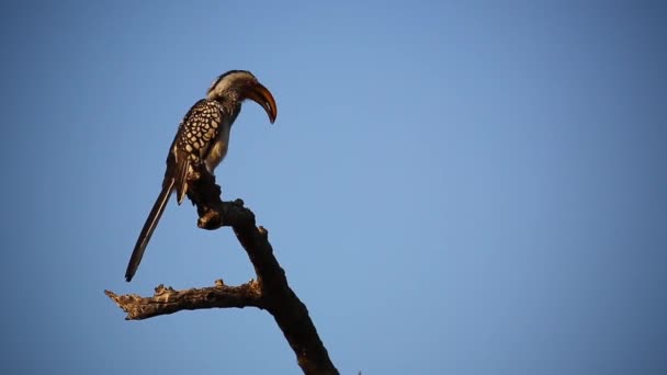 Żółty Billed Hornbill Ptak Siedzący Wieczornej Gałęzi Odwraca Skrzydła — Wideo stockowe