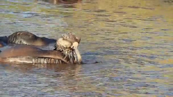 Grafis Vulture Menarik Mata Wildebeest Yang Membengkak Sungai — Stok Video