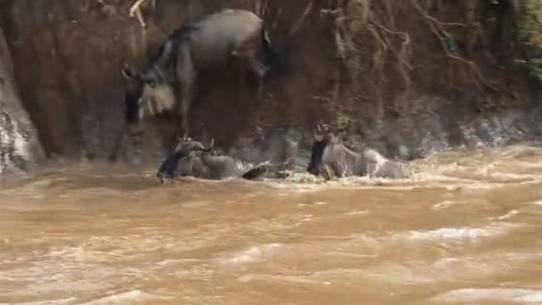 Wildebeest Springen Chaotische Modderige Rivier Kruising Masai Mara Kenia — Stockvideo