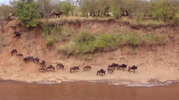 Wildebeest Verzamelen Zich Verwarring Bij Modderige Mara River Crossing Kenia — Stockvideo