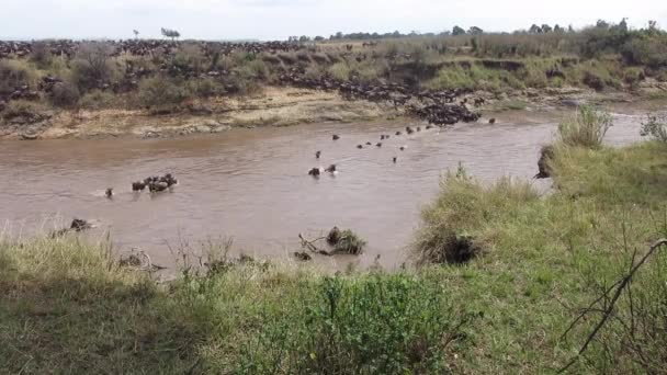 Massive Confusion Wildebeest Begin Muddy River Crossing Kenya — Stok video