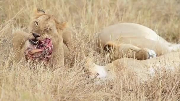 Two African Lions Rest While Third Chews Bones His Last — 비디오