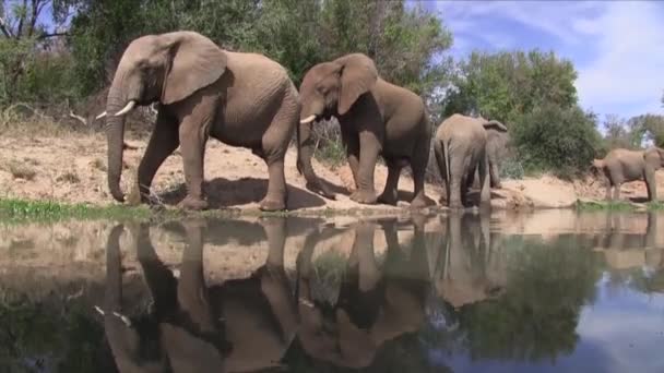 Low Angle View African Elephants Reflected Watering Hole — стоковое видео