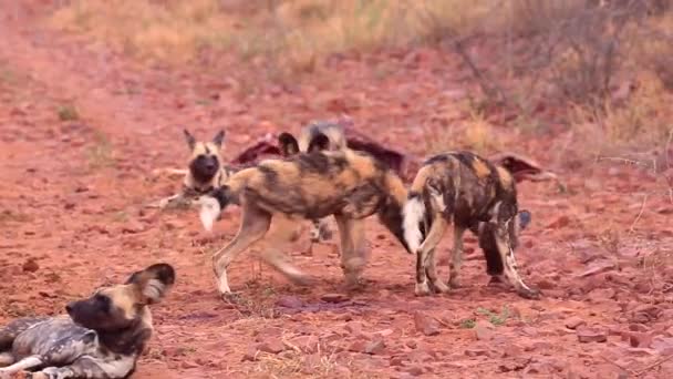 African Wild Dog Family Play Happily Madikwe Red Sand Africa — Vídeo de Stock