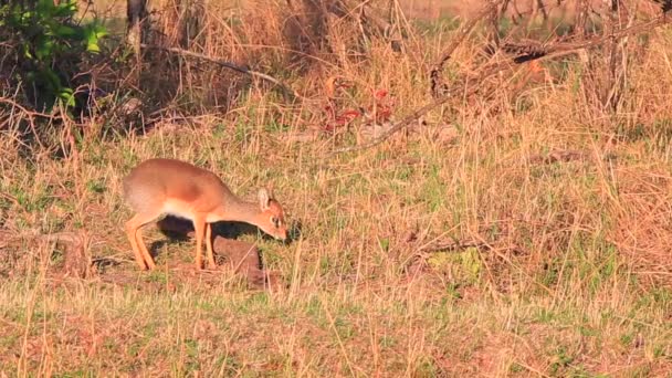 Cute Young Dik Dik Antelope Eats Grass Cautiously Masai Mara — стоковое видео