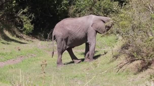 African Bush Elephant Profile Eats Leaves Tree Mara Kenya — Stockvideo