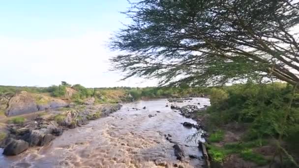 Pan Tilt Brown Muddy Mara River Rapids Masai Mara Kenya — Stock videók