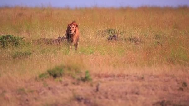 Golden Male African Lion Yawns Walks Away Tall Kenyan Savanna — Vídeo de Stock