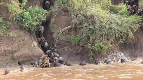 Complete Confusion Wildebeest Approach Muddy Mara River Kenya — 图库视频影像