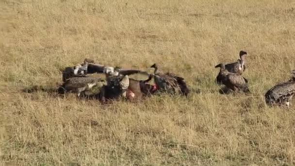 Vultures Vie Space Scavenge Wildebeest Carcass Masai Mara — Stock video