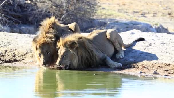 Two Massive Male African Lions Drink Water Side Side South — Vídeo de stock