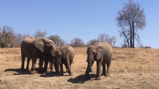 African Elephants Pick Dry Dirt Trunks Shy — Αρχείο Βίντεο