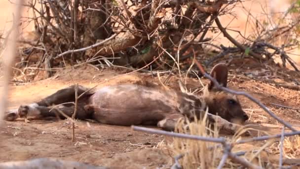 Lindo Cachorro Perro Salvaje Africano Extiende Sobre Cálida Arena Madikwe — Vídeos de Stock