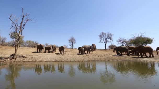 African Elephants Hard Side Lighting Gather Madikwe Watering Hole — Videoclip de stoc