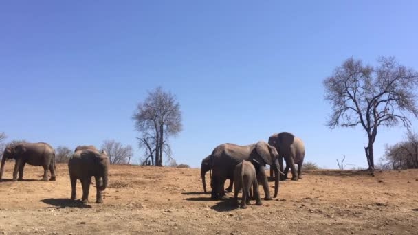 African Bush Elephants Stand Doing Much Arid Landscape — стокове відео