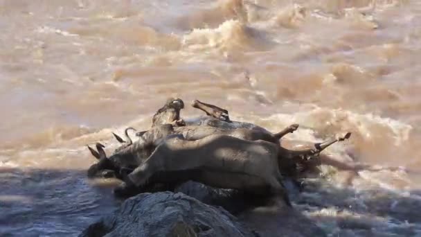 Bloated Wildebeest Carcasses Pile Rocks Muddy Mara River — Stockvideo