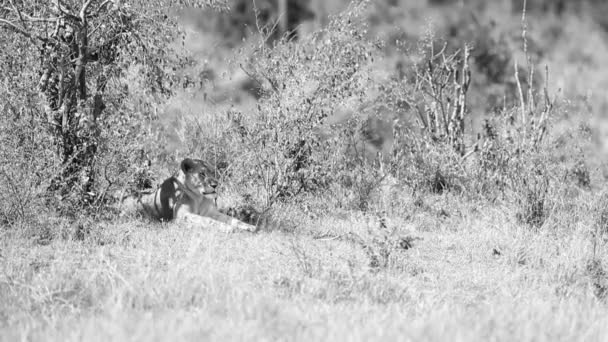 High Contrast Desaturated African Lioness Rests Kenyan Shade — Vídeos de Stock