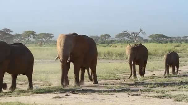 Single File Elephants Cover Themselves Dust Amboseli Kenya — Stock Video