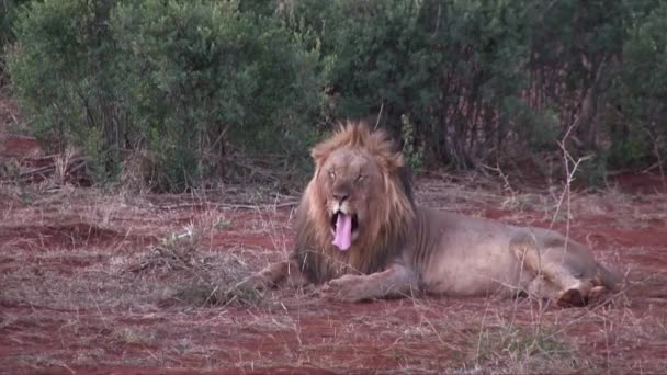 Big Yawn Male African Lion Suddenly Plops Sleep — 图库视频影像