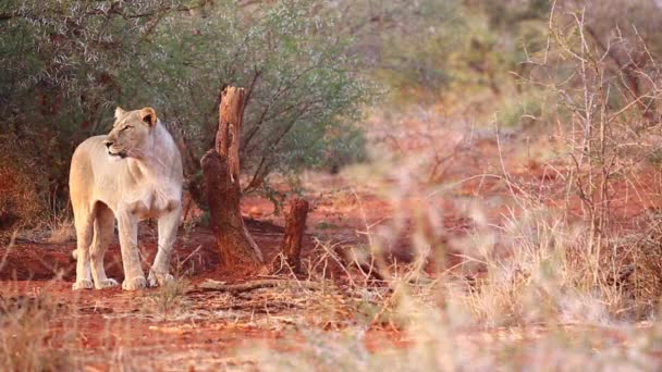 Beautiful African Lion Evening Golden Light Calls Out South Africa — Stockvideo