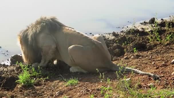 Back Lit Male African Lion Drinks Watering Hole South Africa — Stockvideo