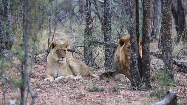 Two Golden African Lions Lie Peacefully Tambotie Forest Trees — 비디오