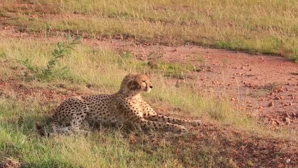 Cheetah Dirty Face Looks Short Grass Masai Mara Savanna — Stockvideo