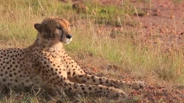 Cheetah Dirty Face Sits Looks Out Masai Mara Savanna — стоковое видео