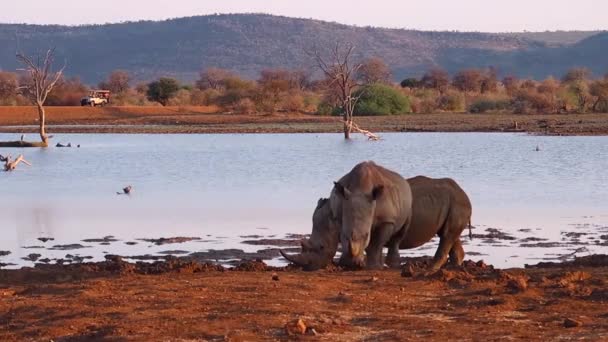 Two White Rhinos Madikwe Watering Hole Safari Vehicle — Stockvideo