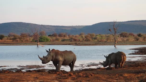 Two White Rhinos Gather Watering Hole Drink Madikwe Africa — Αρχείο Βίντεο