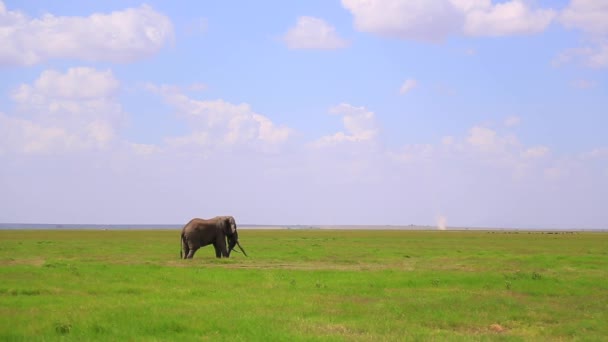 Famous Amboseli National Park Elephant Tim Distant Dust Devil — Stock Video