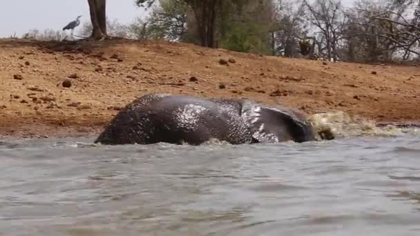 Low Angle View African Elephant Showing Joy Playing Water — Vídeo de Stock