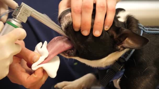 Boston Terrier Getting Endoscopy Surgery Dog Preparation Operation Vet Clinic — Vídeo de Stock