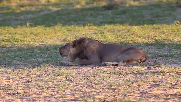 Male African Lion Vocalizations Decrease Returns Resting — Video