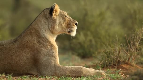 Regal African Lioness Profile Isn Bothered Flies Her Face — Vídeos de Stock