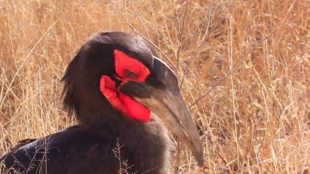 Close Southern Ground Hornbill Luscious Lashes Grooms Himself — стоковое видео