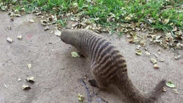 Cracking Egg One African Banded Mongoose Swarmed Others — ストック動画