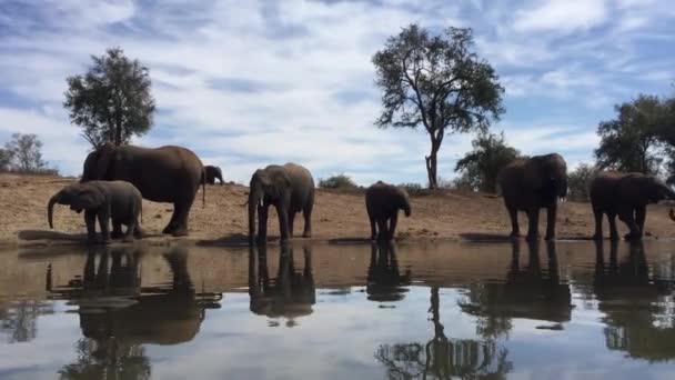 Low Angle View African Elephants Drinking Madikwe Watering Hole — Stock Video