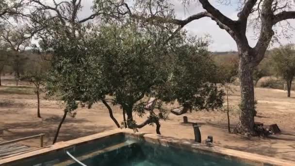 Pan Small Pool View Jaci Sabi House South Africa — Stock Video