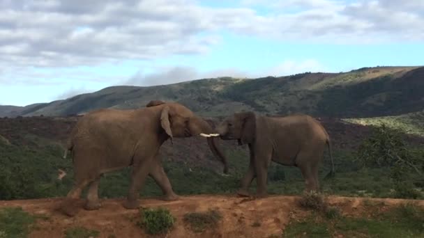 Soft Focus Two Elephants Have Brief Mock Fight Dominance Africa — Stock Video