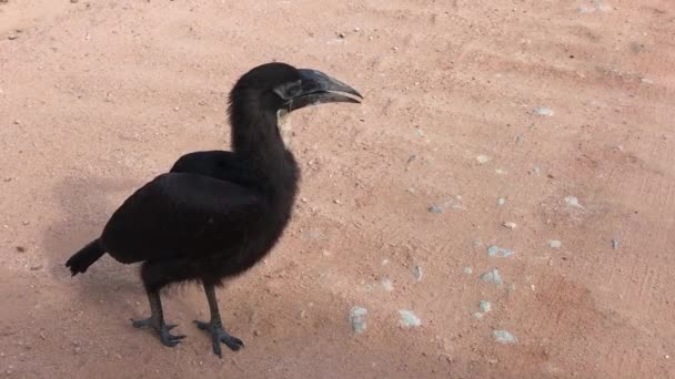 Juvenile Southern Ground Hornbill Pale Neck Pouch Vocalizes — Wideo stockowe
