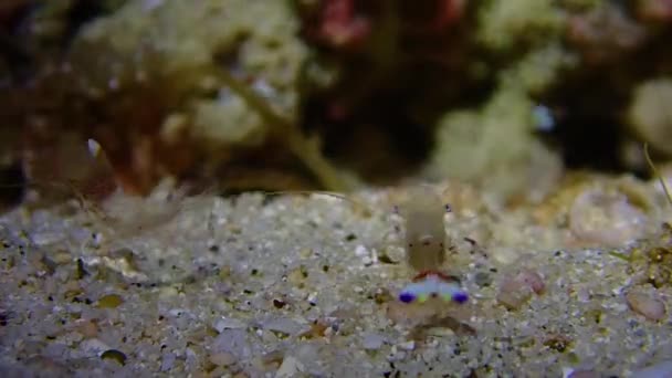 Clos Macro Shots Small Squat Shrimps Sarasvati Anemone Shrimps Squatting — Stok Video