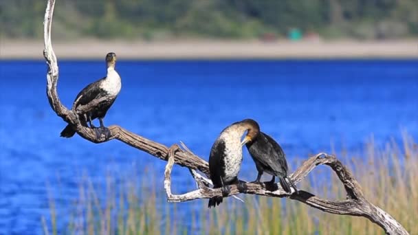 Close White Breasted Cormorants Sit Preen Rondevlei Sedgefield — Αρχείο Βίντεο