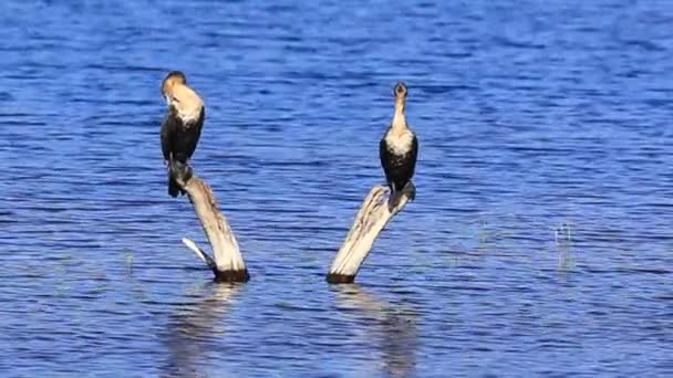 Close Adult White Breasted Cormorants Perched Rondevlei Sedgefield — Αρχείο Βίντεο