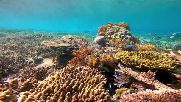 Impresionantes Corales Arrecife Poco Profundo Indonesia — Vídeo de stock