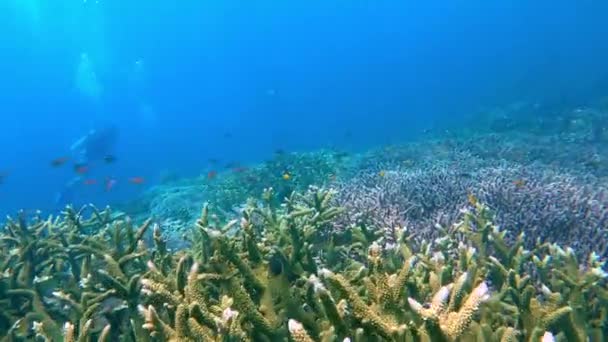 Coraux Acropora Colorés Streching Sur Grand Récif Avec Quelques Plongeurs — Video