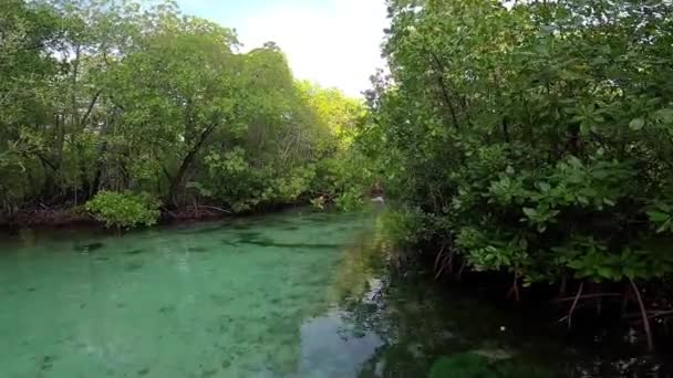 Gliding Clear Mangrove River Man Standing Paddleboard Distance Peaceful Calm — Stock Video