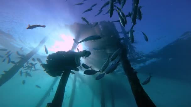 印度尼西亚一个古老的木制防波堤下的热带珊瑚礁鱼 — 图库视频影像